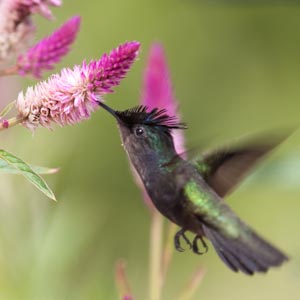 and other humming birds taken in California and Tobago also includes Costa Hummingbird